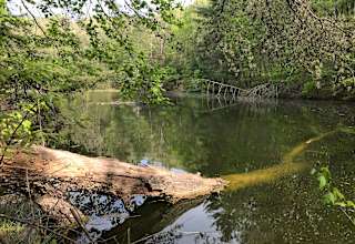 Wooded Camping at Pond