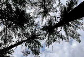 Tall Pines near Algonquin park