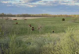 Coal Creek Land and Cattle