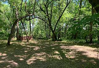 The Woods