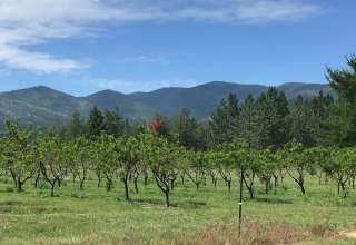 Glacier Sweet Peach Orchard (FHU)