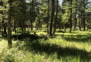 Pine forested area