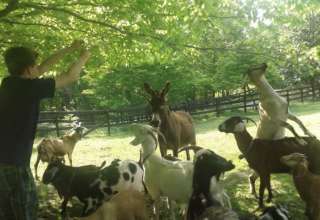 The Shaggy Goat Farm