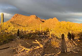 Saguaro national monument west