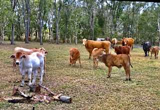 Carlton Farm, Hervey Bay