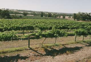 Heathcote Winery & Olive Grove