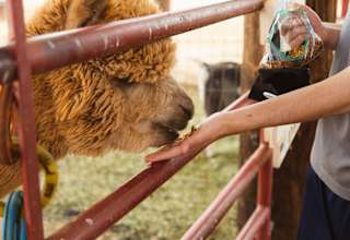 LeRoy & Paula's Alpacas