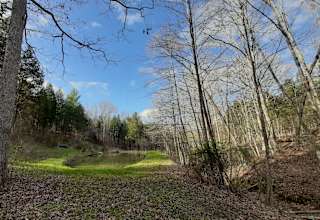 Bear Pond