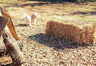 Barnyard Camping Experience