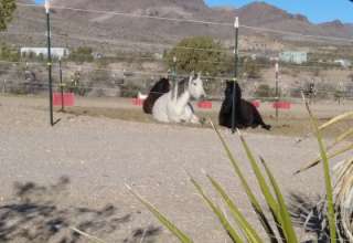 Horse Haven Desert Retreat