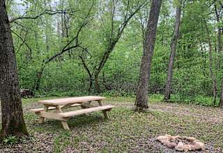 The Woods
