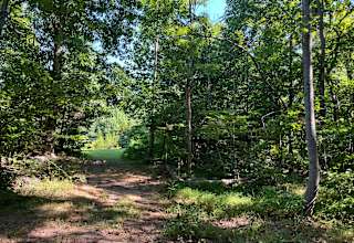 Love Shack Meadow