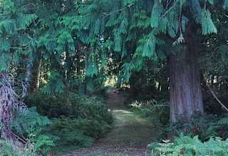 Owl Glade