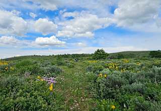 Moonlight Mine Acres