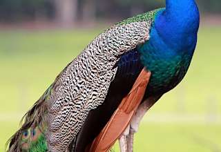 Gulf Winds Wildlife Sanctuary