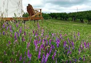 Orchard Glamping