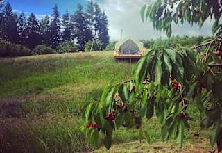 Orchard Glamping