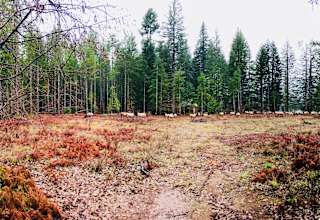 Martha Creek Base Camp