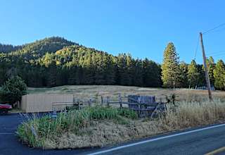 Happy Bears Camp w/ View of Forest
