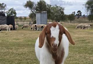 Chookhouse Farmstay Vale View