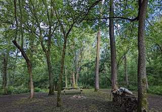 The Woods