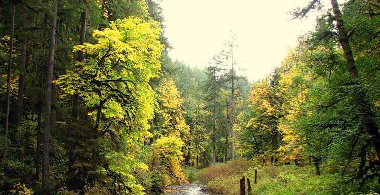 Silver Falls Campground Silver Falls Or 4 Hipcamper Reviews And 20 Photos