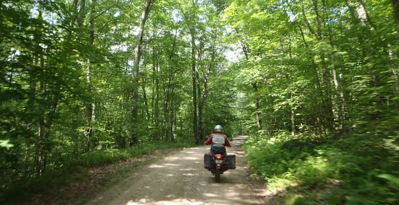White cedar deals horse camp