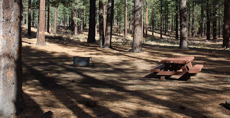 Bobcat clearance meadow campground