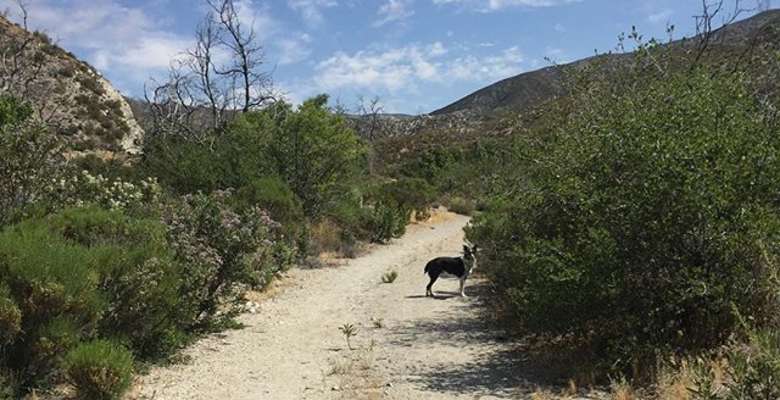 Monte Cristo Campground Angeles Ca 3 Hipcamper Reviews And 2 Photos
