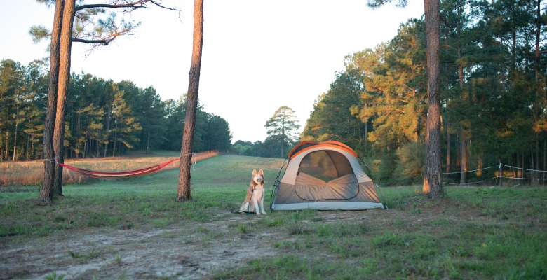 19++ Forest Camping In Texas