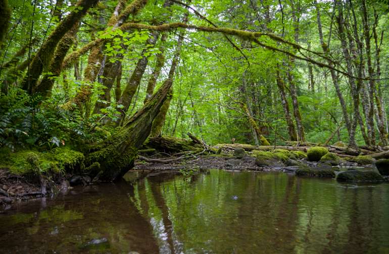 National Forests in Washington Best Campgrounds Hipcamp
