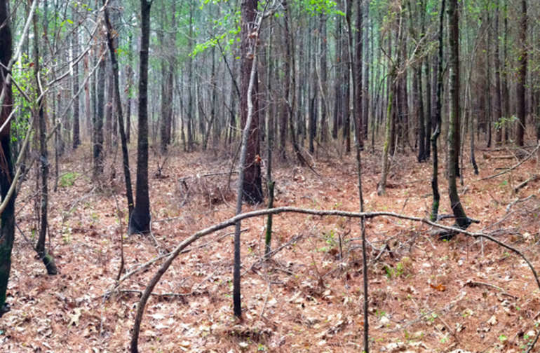 Escape to the Enchanting Mississippi Bienville National Forest: Your Gateway to Southern Charm and Adventure