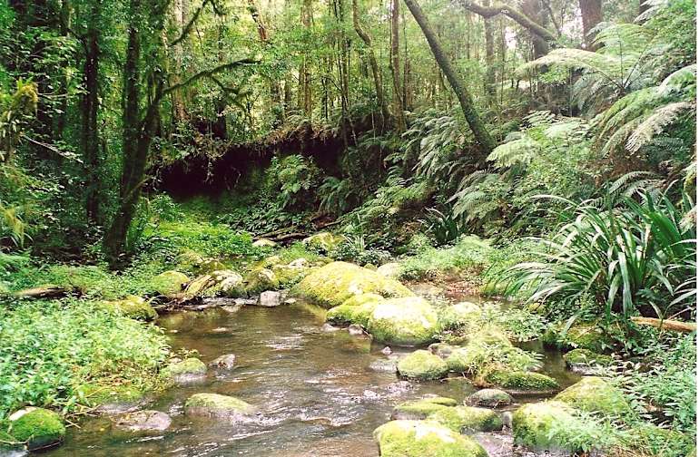Best Camping in and Near Border Ranges National Park