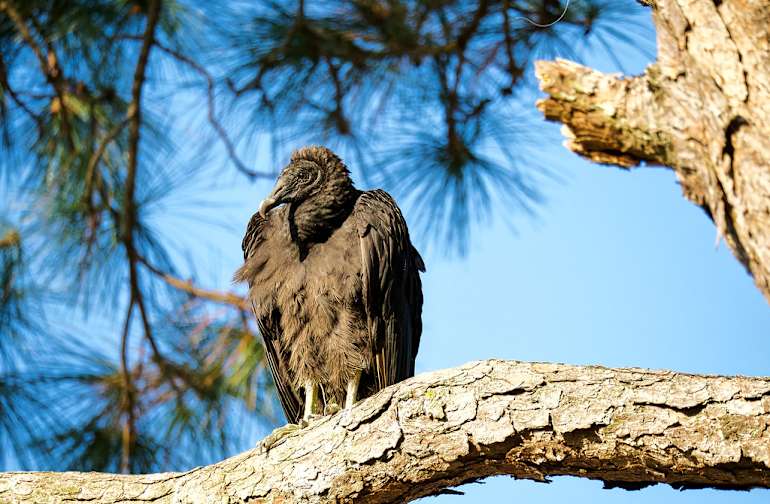Best Camping in and Near Rodman Reservoir