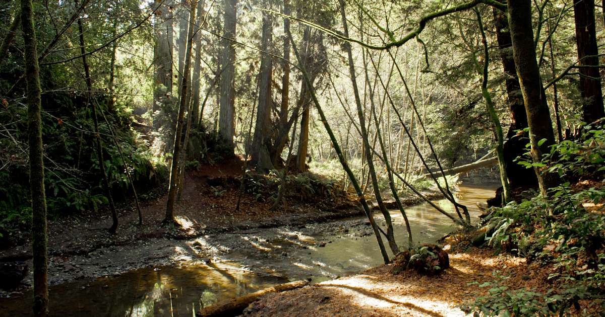 West Ridge Trail Camp Nisene Marks CA 4 Hipcamper Reviews And 6