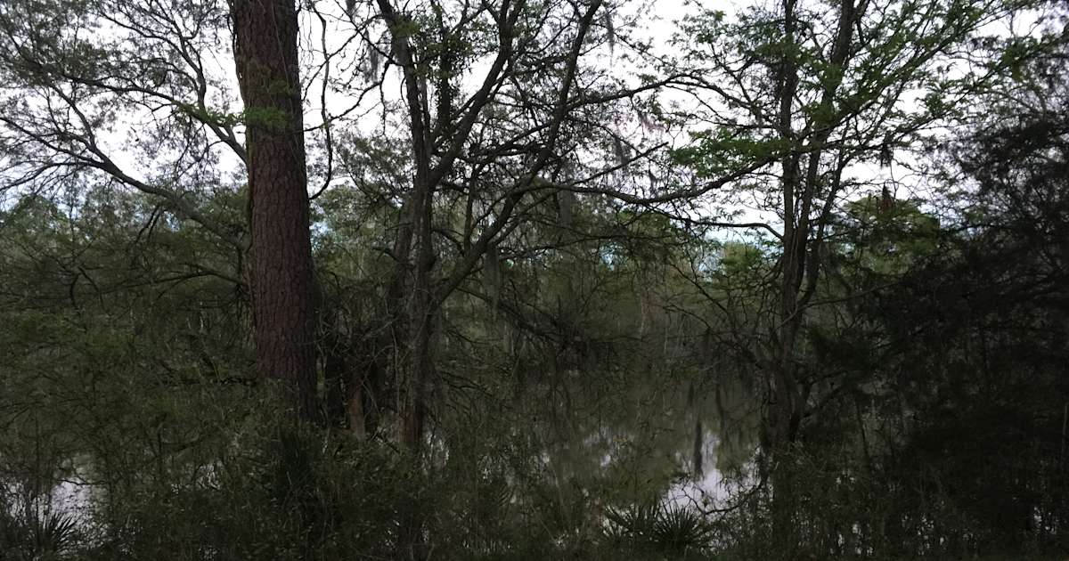 Stubblefield Lake Campground Sam Houston Tx 3 Hipcamper