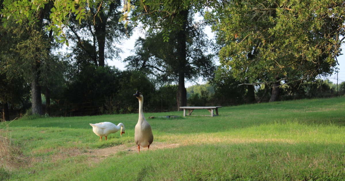 Jackson's Hill Tent Site, You And Me Campgrounds, TX: 10 ...