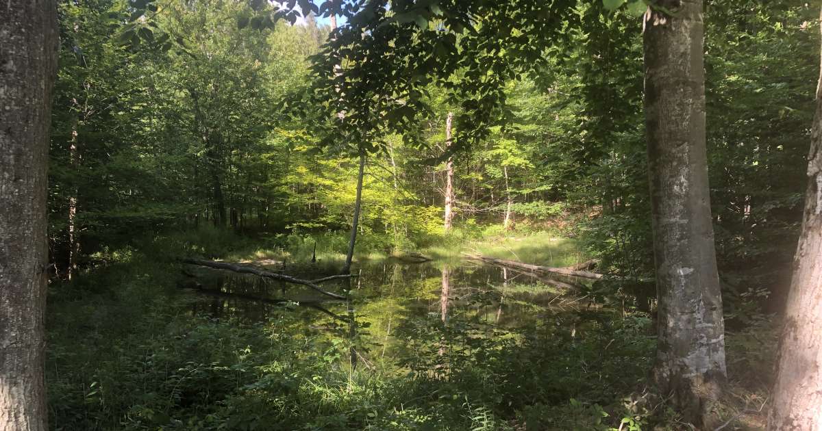 Can you camp on state land in michigan?