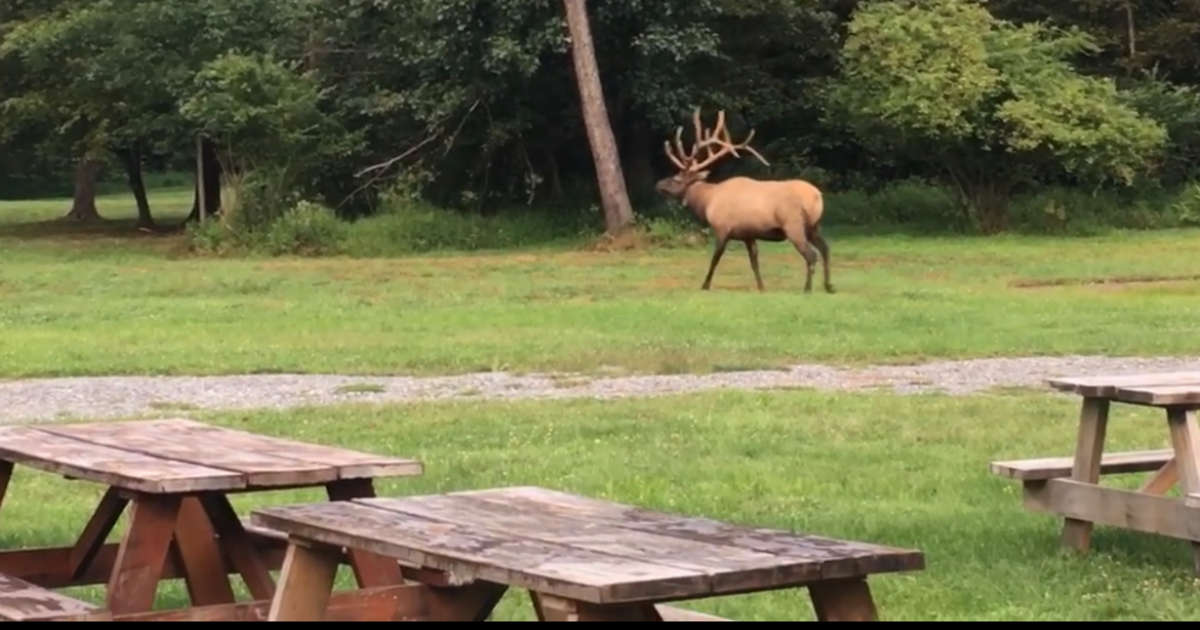 Elk Country Private Campground Dave S S Land Pa 19 Hipcamper Reviews And 34 Photos