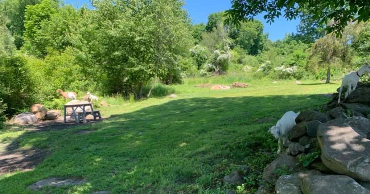 Find Your Muse Camping Rosy Goat Farm Ma 80 Hipcamper Reviews And 179 Photos