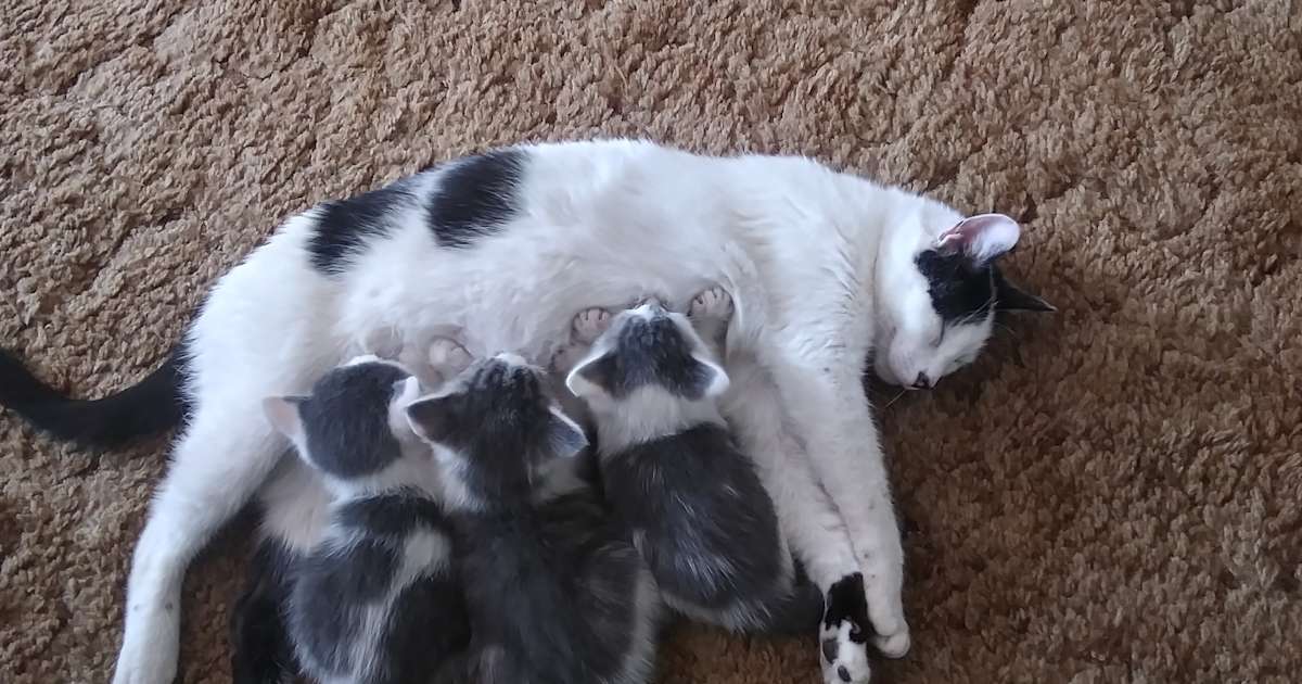 Sul Seed Farm Camping