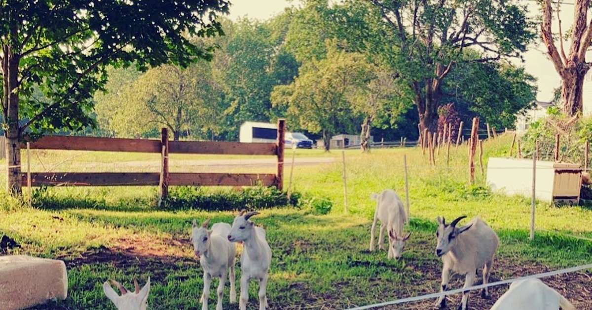 Rabbit Hill Farm, Rabbit Hill Farm, NS 7 Photos