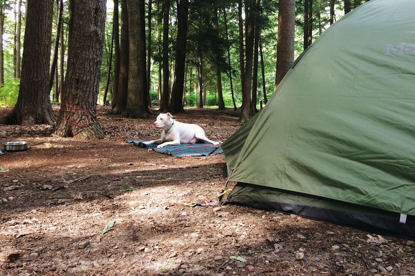 Best Camping In And Near Cook Forest State Park