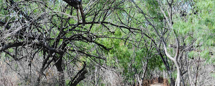 Best Camping In And Near Bentsen Rio Grande Valley State Park