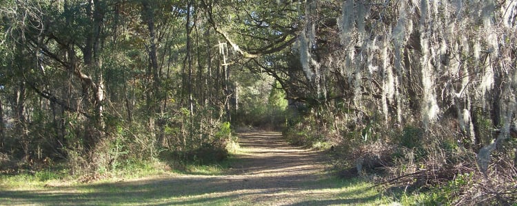 Best Camping In And Near Cross Florida Greenway