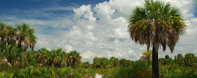 Best Camping In And Near Caladesi Island State Park