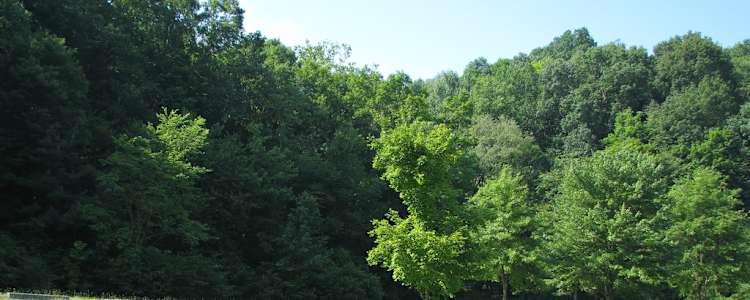 Best Camping In And Near Raccoon Creek State Park
