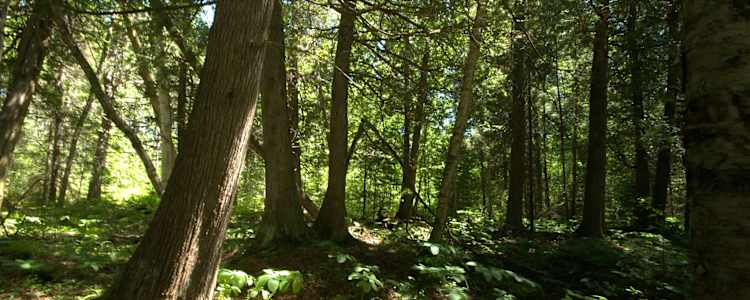 Best Camping In And Near Chequamegon National Forest