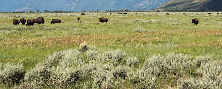 Best Camping In And Near Bridger National Forest
