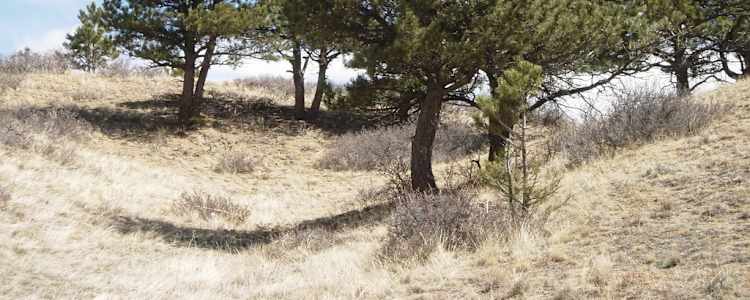 Tumbleweeds Curt Gowdy State Park Campground Cheyenne Wyoming